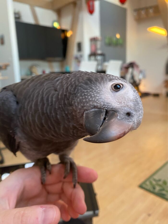 Button, My Little Timneh African Grey At Just Over 6 Months!