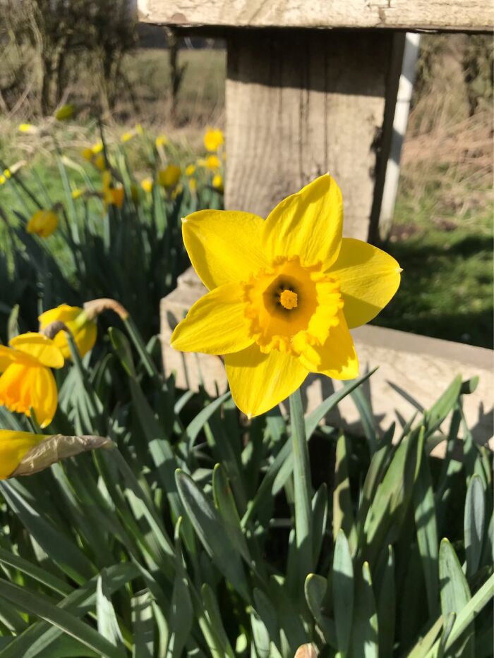 Beautiful Bright Yellow Daffodil