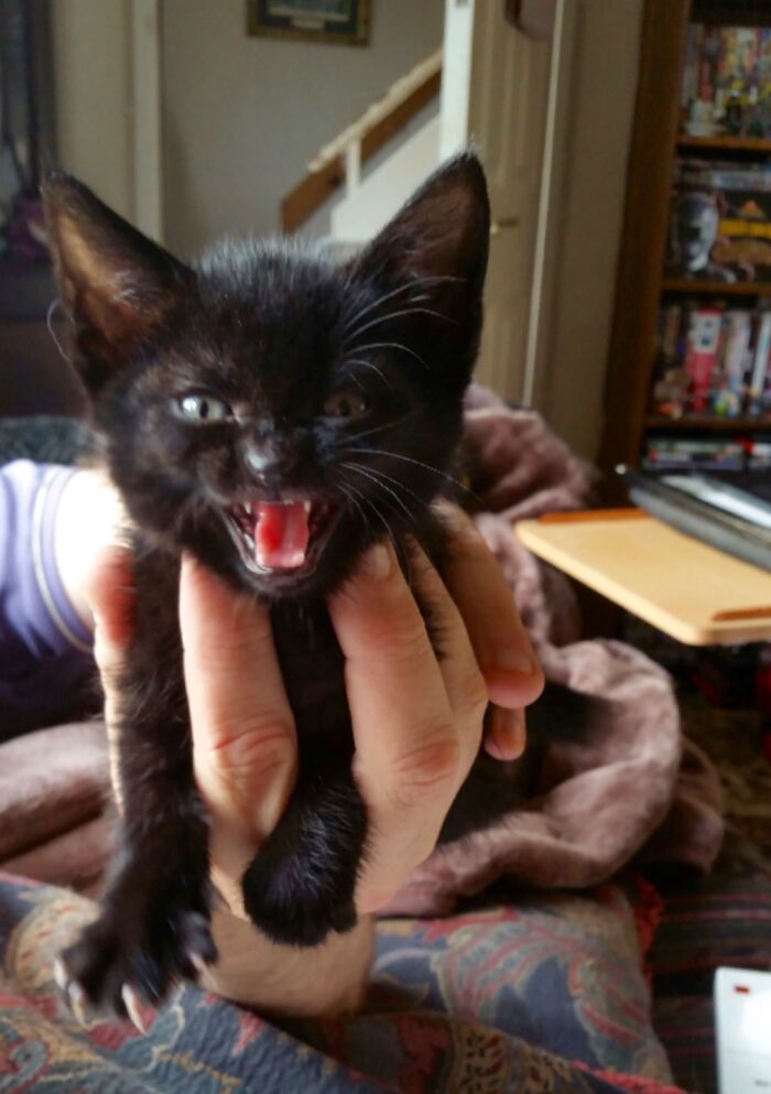 My New Kitten Salem Objected To Having His Picture Taken