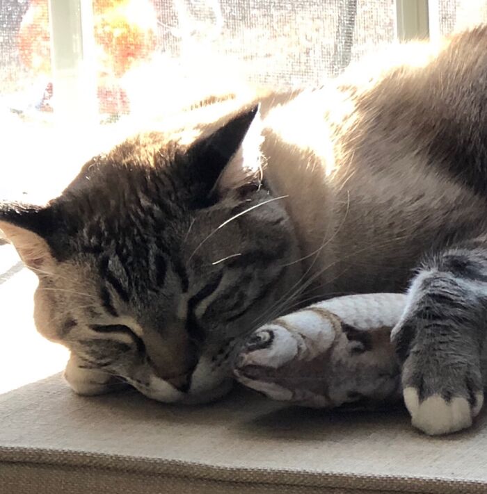 Dexter And His Toy Fish.