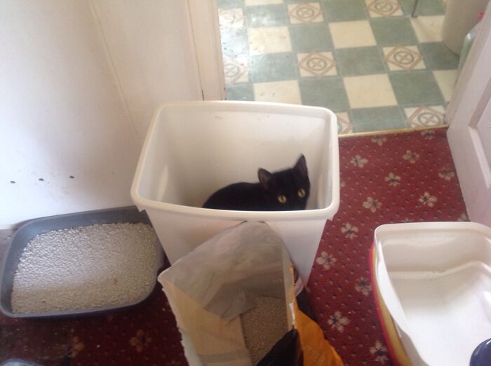My Kitty Salem Sitting In A Cat Litter Storage Bin