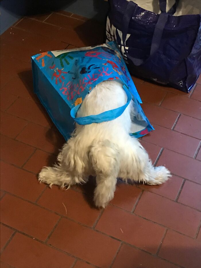 Freddy A West Highland White Terrier Found Food Smells In A Grocery Bag And Decided To Dive In
