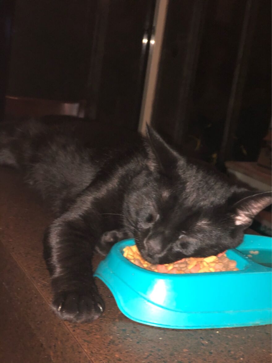 Bruce Wayne Asleep On His Food Bowl!