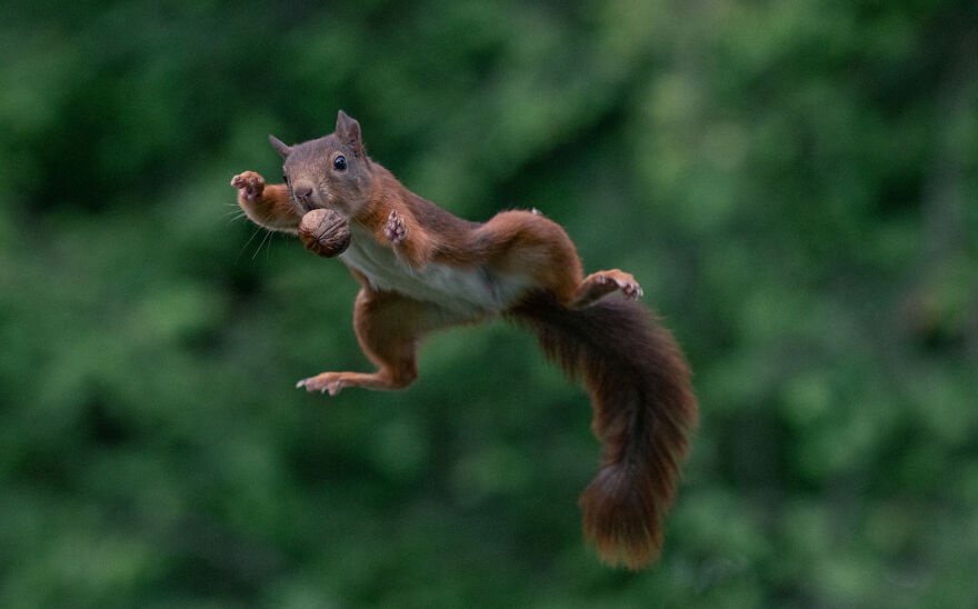 I’ve Spent 5 Years Photographing Jumping Red Squirrels And Here Are 38 Of My Best Photos