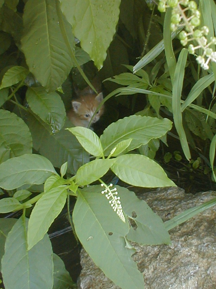 Feral Kittens Hiding In Pokeweed Almost Ready To Trust People