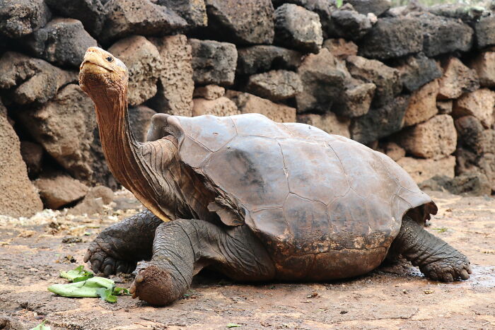 Til Of Diego, A Tortoise Whose High Libido Helped Save His Species. He & E5 (Another Male) Brought The Population From 15 To 2,000, And Now The Species Is Considered Self-Sufficient. After 80 Years In Captivity, Diego Is Now Retired In The Galápagos, Where He'll Spend The Rest Of His Life Having Sex