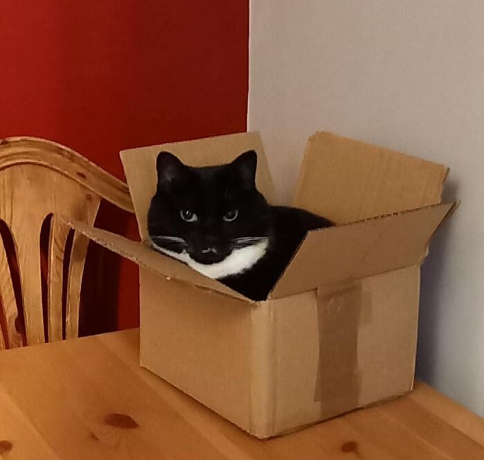 My House, My Table, My Box. Not My Cat...