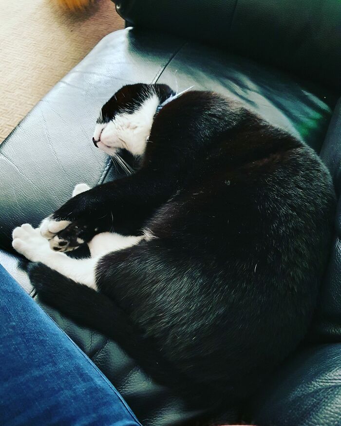 My Sofa, Not My Cat!!