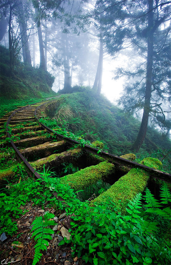 Railroad Tracks In The Forest (Taiwan)