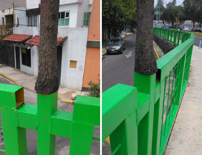 Un árbol crece de algún modo en un puente peatonal de Ciudad de México