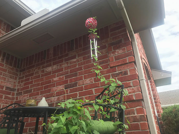This Vine Climbed Up A Chair To Silence My Wind Chime