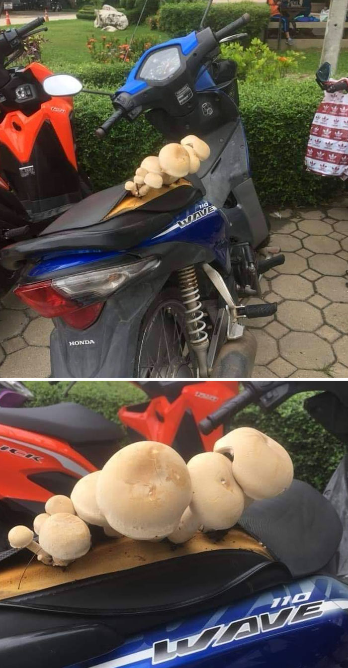 Mushrooms Growing Out Of A Scooter Seat