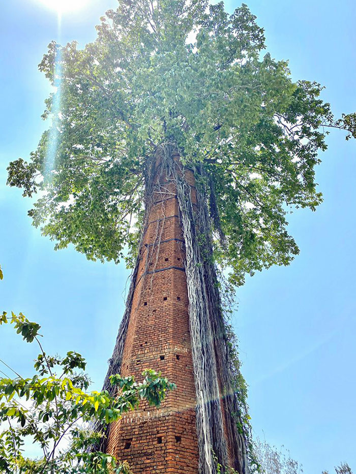 Tree That Grew From The Inside Of An Abandoned Chimney