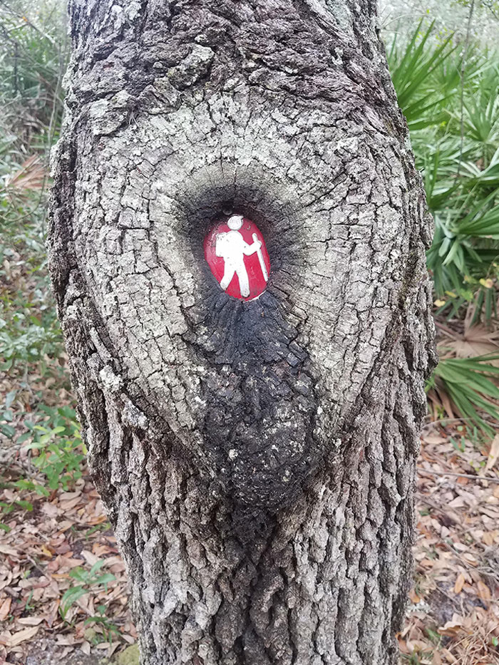 Tree Growing Around A Hiking Sign