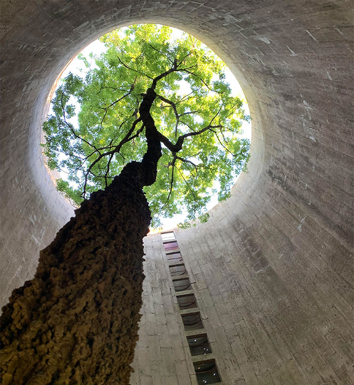 Encontré este hermoso árbol creciendo dentro de un silo abandonado mientras exploraba
