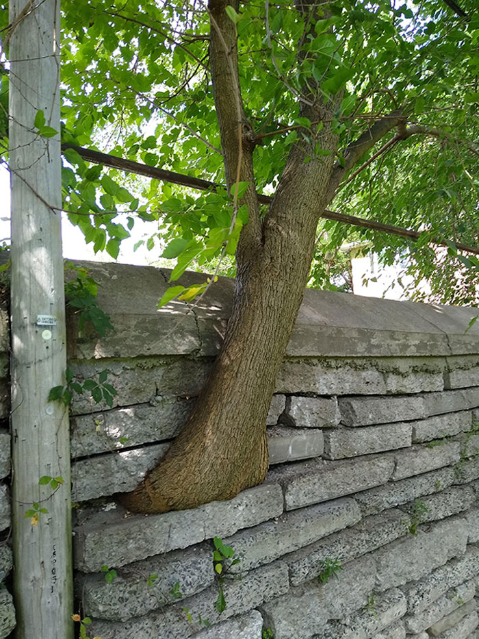 Encontrado un árbol que crece a través de un muro de piedra