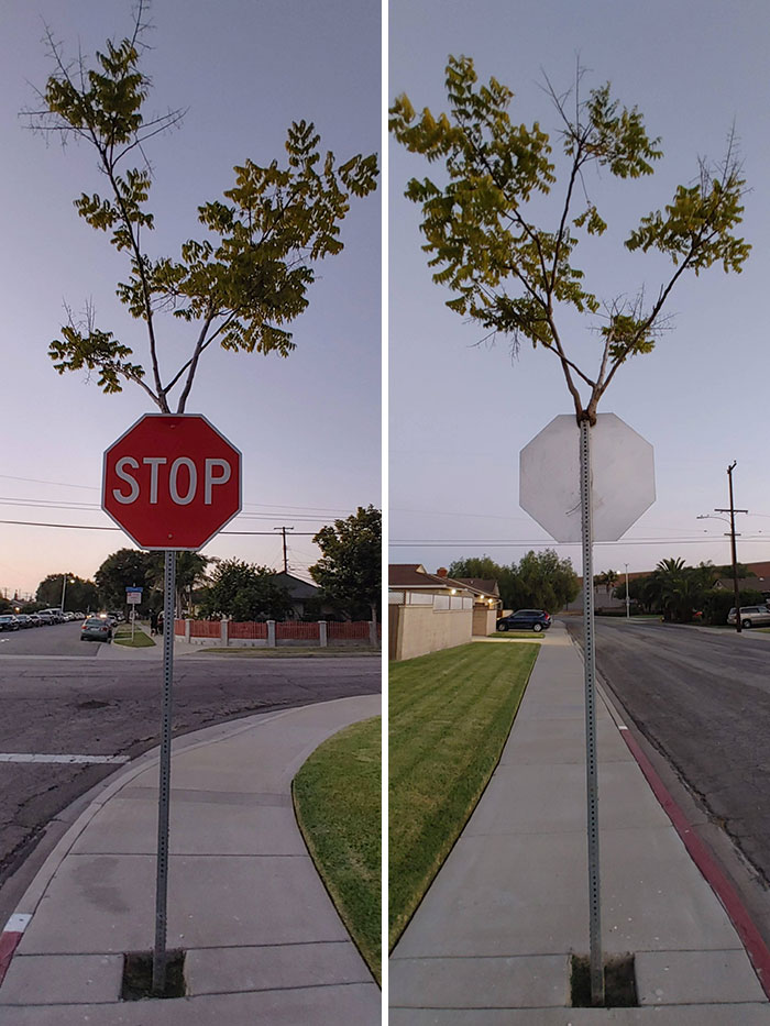 Este árbol creció a través de una señal de Stop