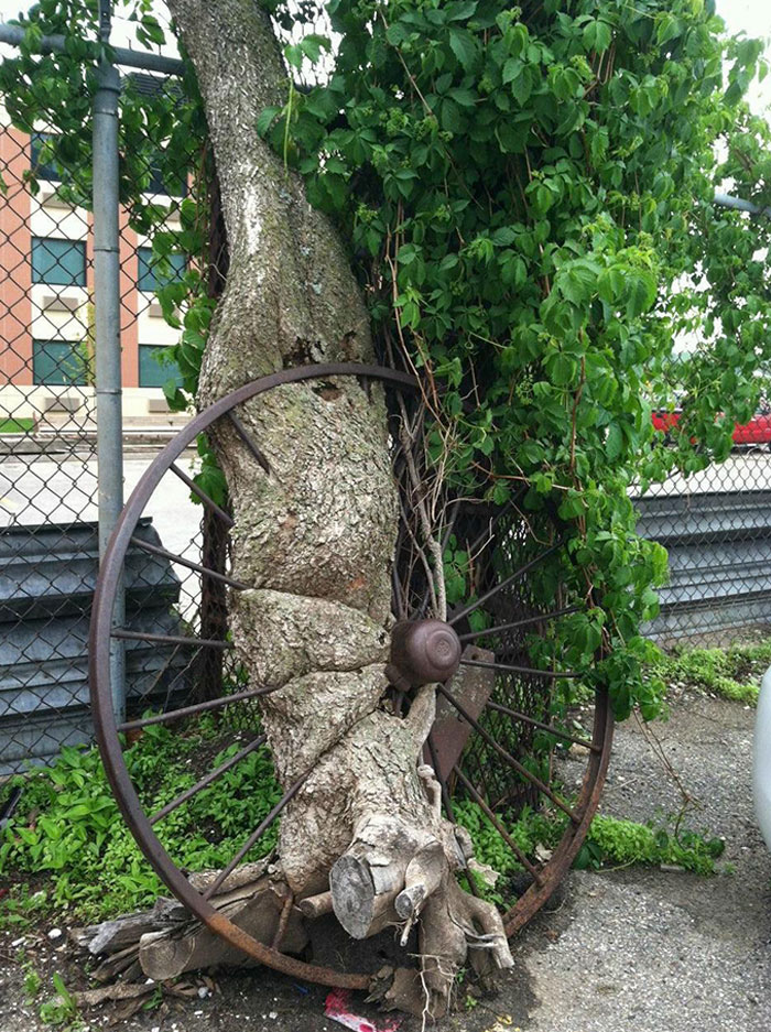 Árbol que creció a través y alrededor de una rueda de carro