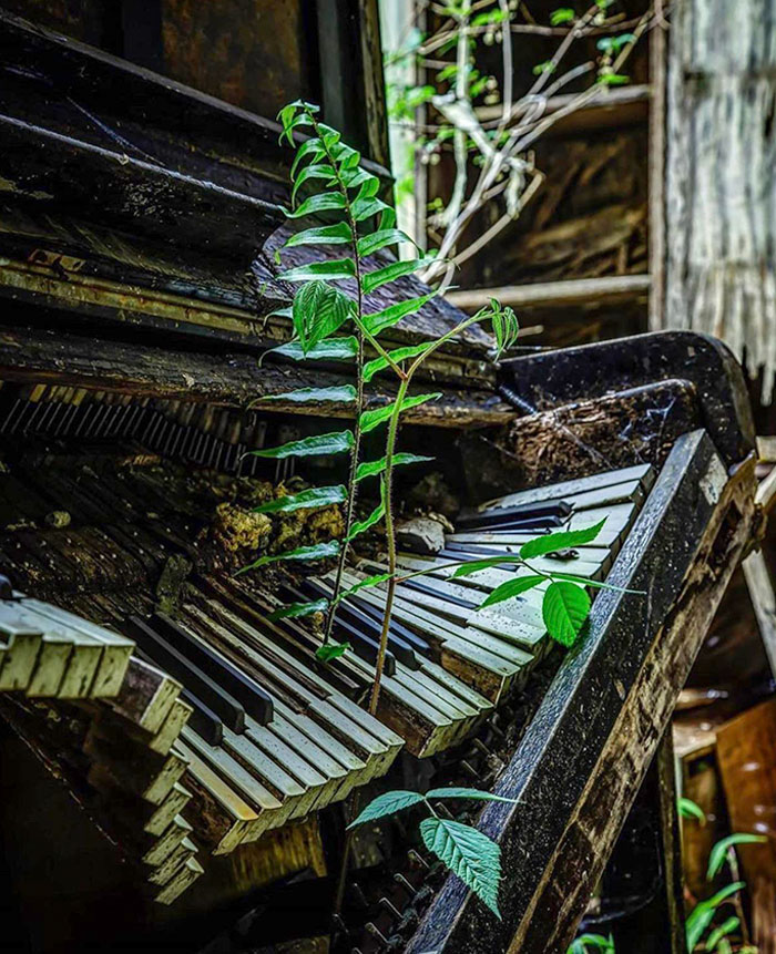 Un piano abandonado a la Naturaleza