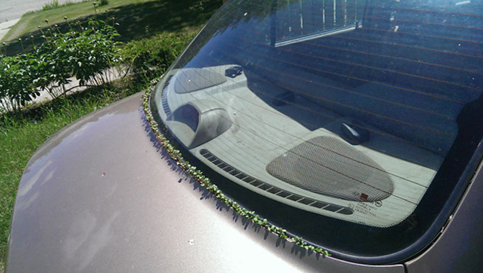 Weeds Were Growing Out Of My Dad's Car