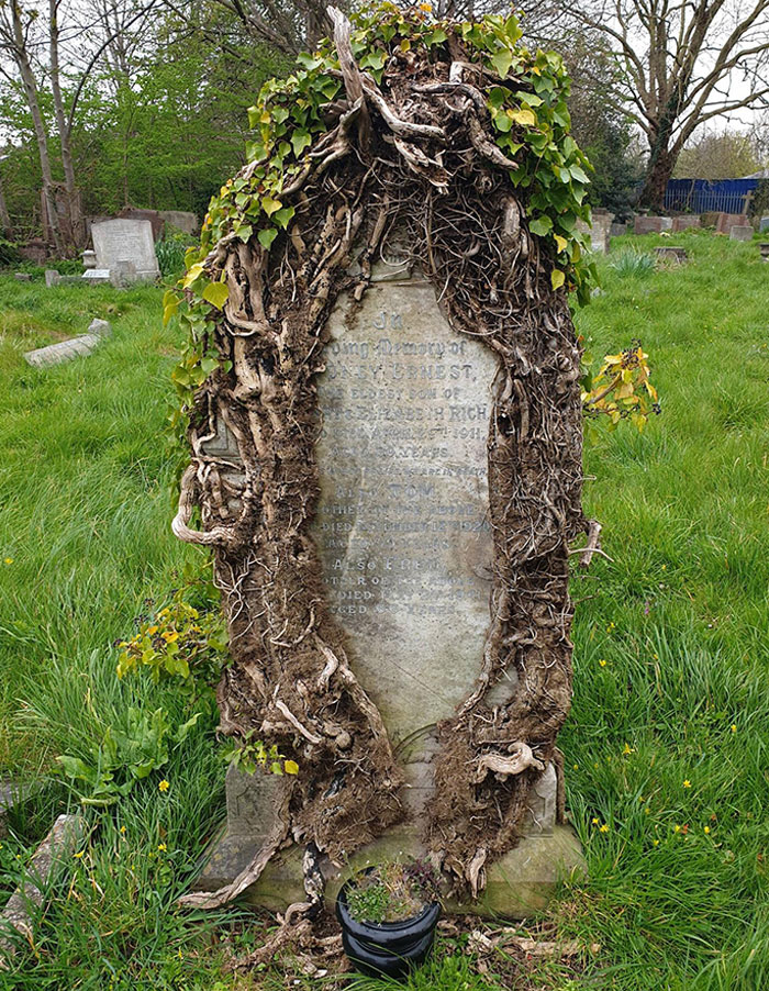 This Cool Gravestone That Nature's Reclaimed