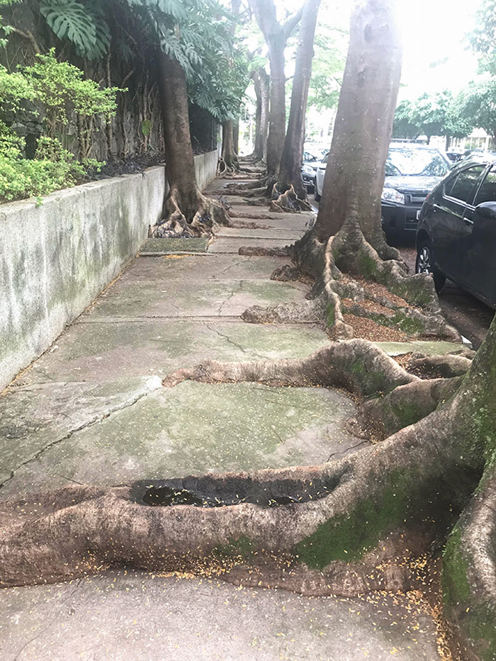 Sidewalk In São Paulo, Brazil, Completely Ruined By Roots That Grew Over Time