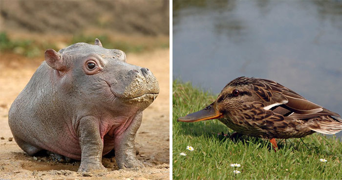 This Instagram Account Shows What Animals Would Look Like Without Necks (32 Pics)