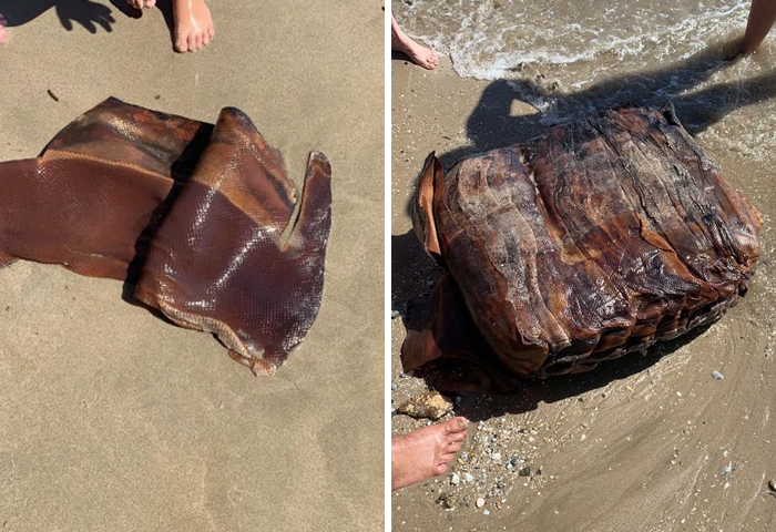Bundle Of Rubbery Sheets Found Washed Up On A Beach In The Caribbean