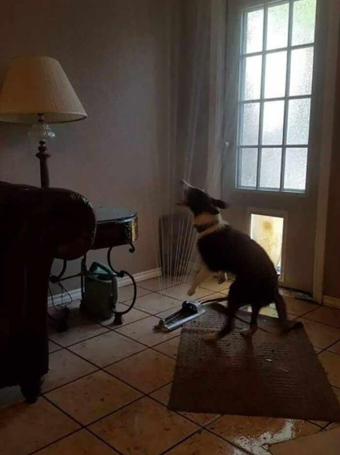 El perro de un amigo arrastró el aspersor a través de su entrada