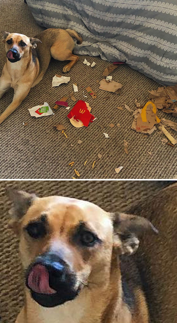 Get A Dog They Said, It Would Be Fun They Said. Thanks, McDonalds