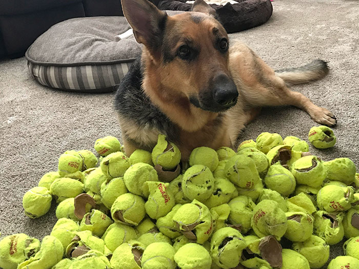 Our German Shepherd Loves To Destroy Tennis Balls