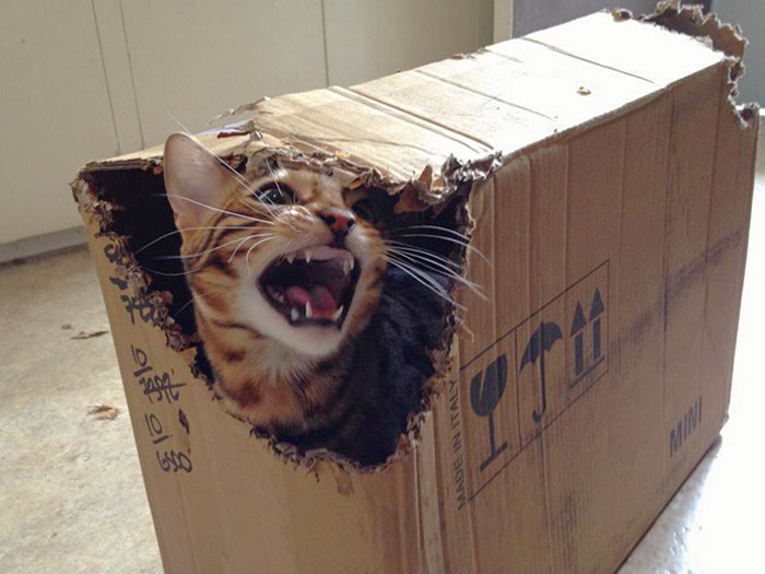 Bagel The Bengal, Destroyer Of Boxes