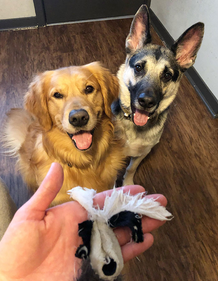 This Is All That Is Left Of Their Stuffed Raccoon And They Are Beyond Pleased With Their Destruction