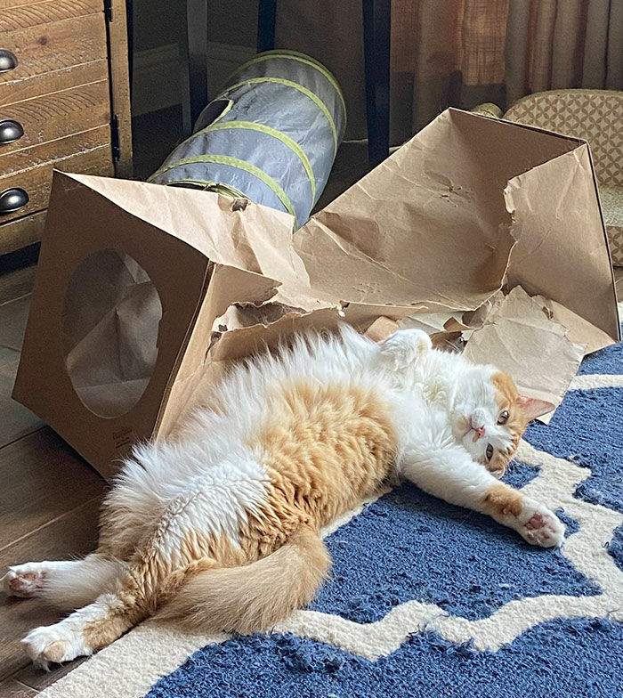Accidental Renaissance, Cat Edition: Destruction Of The Cardboard Tunnel