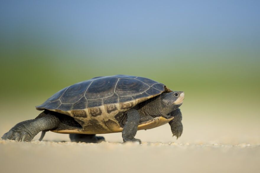 Tips For Choosing Turtle As A Pet Tips For Choosing Turtle As A Pet