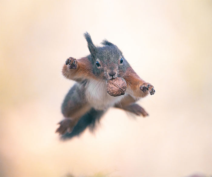 Photographing Squirrels Has Brightened My Life And I Hope These Pictures Will Brighten Yours