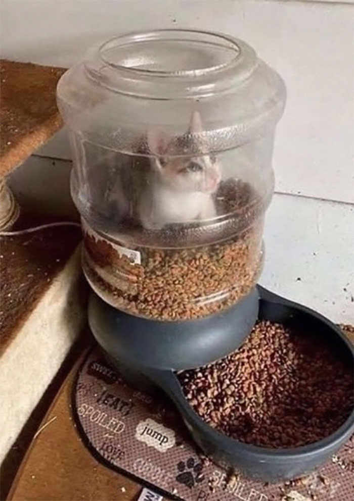 People Are Laughing At These 43 Cats Chilling In Places They Shouldn’t Be, Posted By This Twitter Account