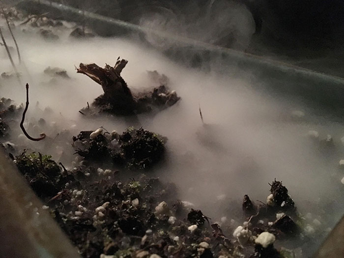 Smoke Blown Into A Flower Pot Looks Like A Horror Movie Set