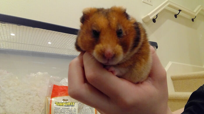 This Is My Hamster Sparrow! She Is From A Place Called Hubba Hubba Hamstery