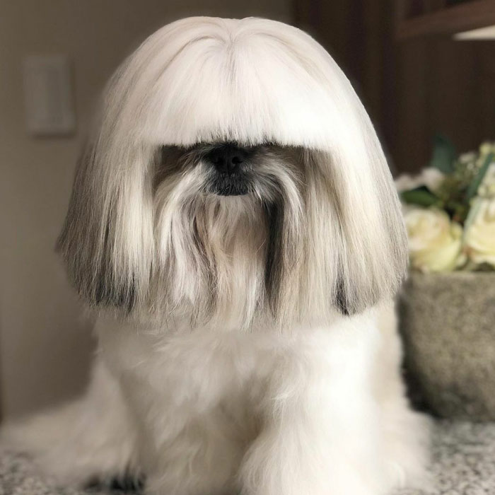 This Instagram-Famous Dog Fashionista Looks Like A Pop Star (47 Pics)