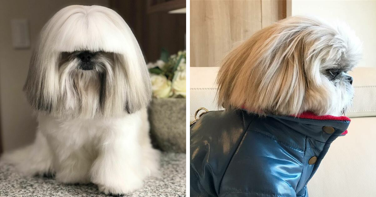 This Instagram-Famous Dog Fashionista Looks Like A Pop Star (47 Pics) |  Bored Panda