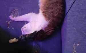 Hey Pandas, Post The Funniest Pic Of Your Pet