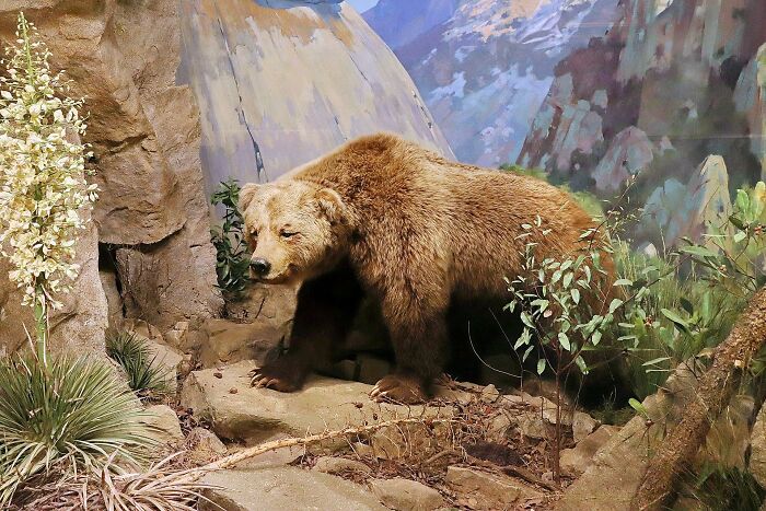 Til Despite Being Depicted On California's Flag, The California Grizzly Bear Has Been Extinct Since 1924.
