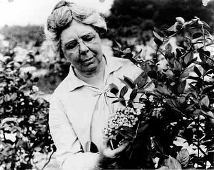Til That Elizabeth Coleman White, Whose Family Owned A Cranberry Farm, Teamed Up With Botanist Frederick Coville To Develop And Cultivate The First Blueberry Crop. White Paid People For Each Bush They Found With Blueberries That Measured At Least 5/8 Of An Inch. Coville Uprooted And Grafted Them.
