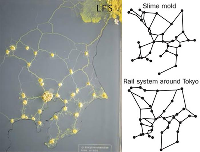 Til In 2010, Scientists Grew Slime Mold In A Dish, Placing The Mold In A Central Position Representing Tokyo. They Placed Oats (Major Cities), And Used Light (Which Slime Molds Avoid) For Mountains. The Slime Mold Grew, Nearly Identically Recreating The Tokyo Rail System.