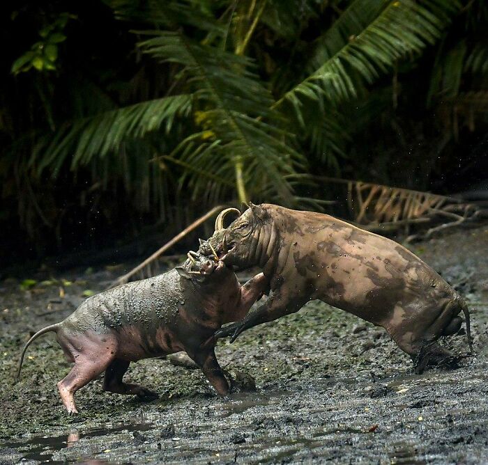 Til A Babirusa's Tusks Grow Upwards Through The Skin, Curve Back, And Can Get So Long They Penetrate The Babirusa's Own Skull, Killing It.