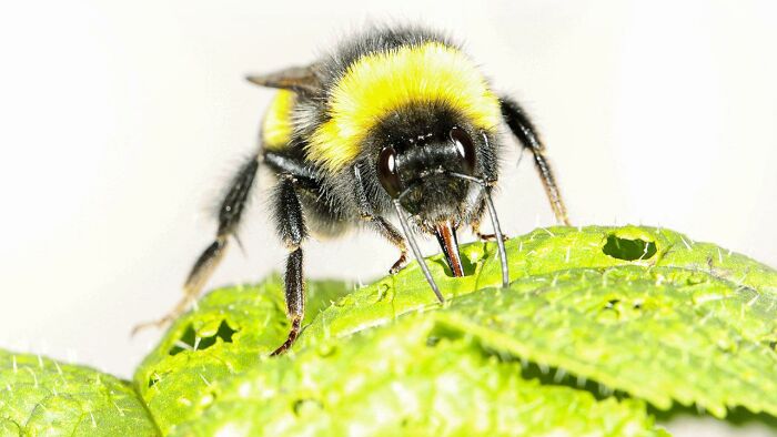 Til Pollen-Deprived Bumble Bees Tend To Bite Plant Leaves More Often Than When Pollen Is Plentiful; The Bumble Bee Bites Stimulate Early Flowering. Scientists Compared Bumble Bee-Bitten Plants And Unbitten Plants. Bitten Plants Bloomed In 17 Days; The Un-Bitten Took An Average Of 33 Days To Bloom.