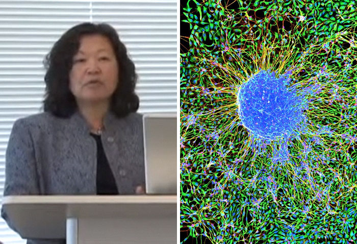 Ann Tsukamoto Was One Of The Inventors Of Stem Cell Isolation