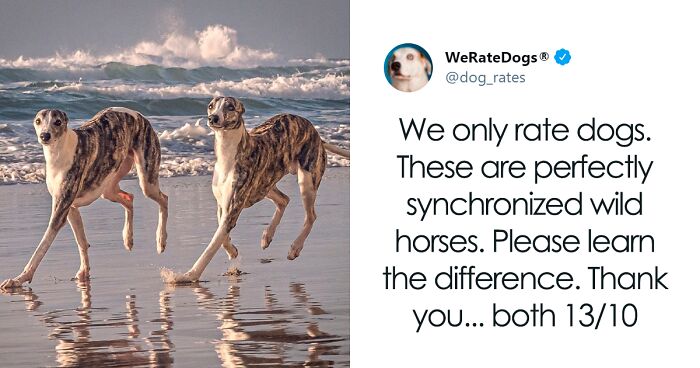 50 Times People Asked To Rate Their Dogs And Got Hilariously Wholesome Results