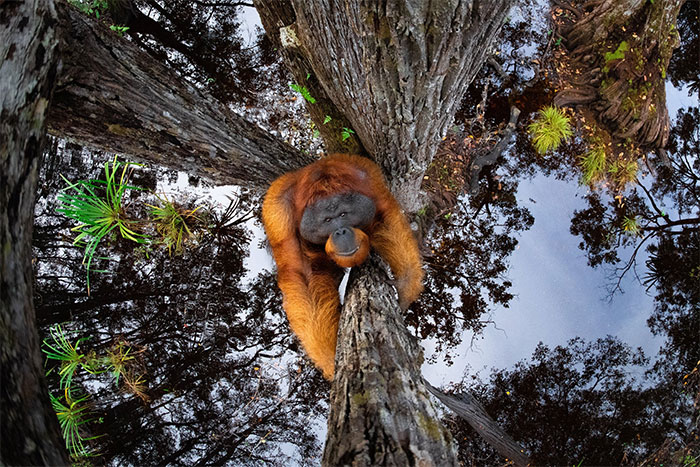 30 Amazing Winners Of The 2020 World Nature Photography Awards